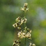 Hierochloe glabra