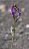 Image of specimen
