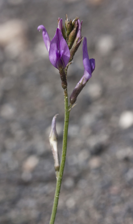 Image of Astragalus shelkovnikovii specimen.