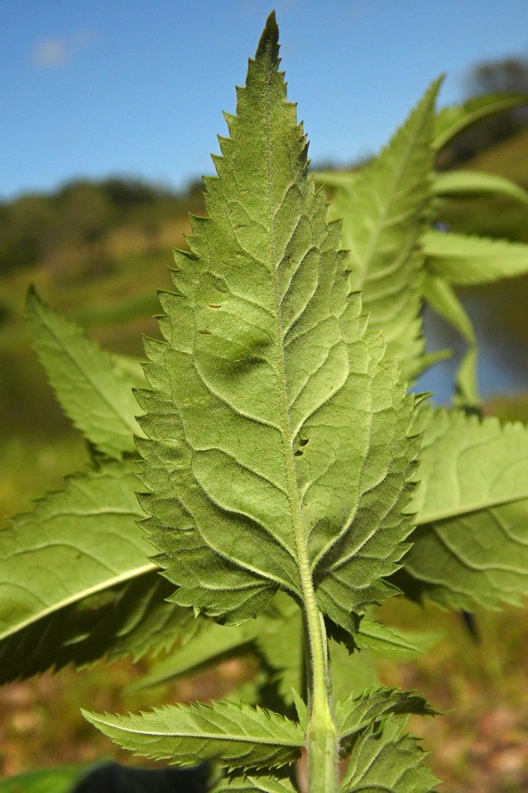 Image of Veronica longifolia specimen.