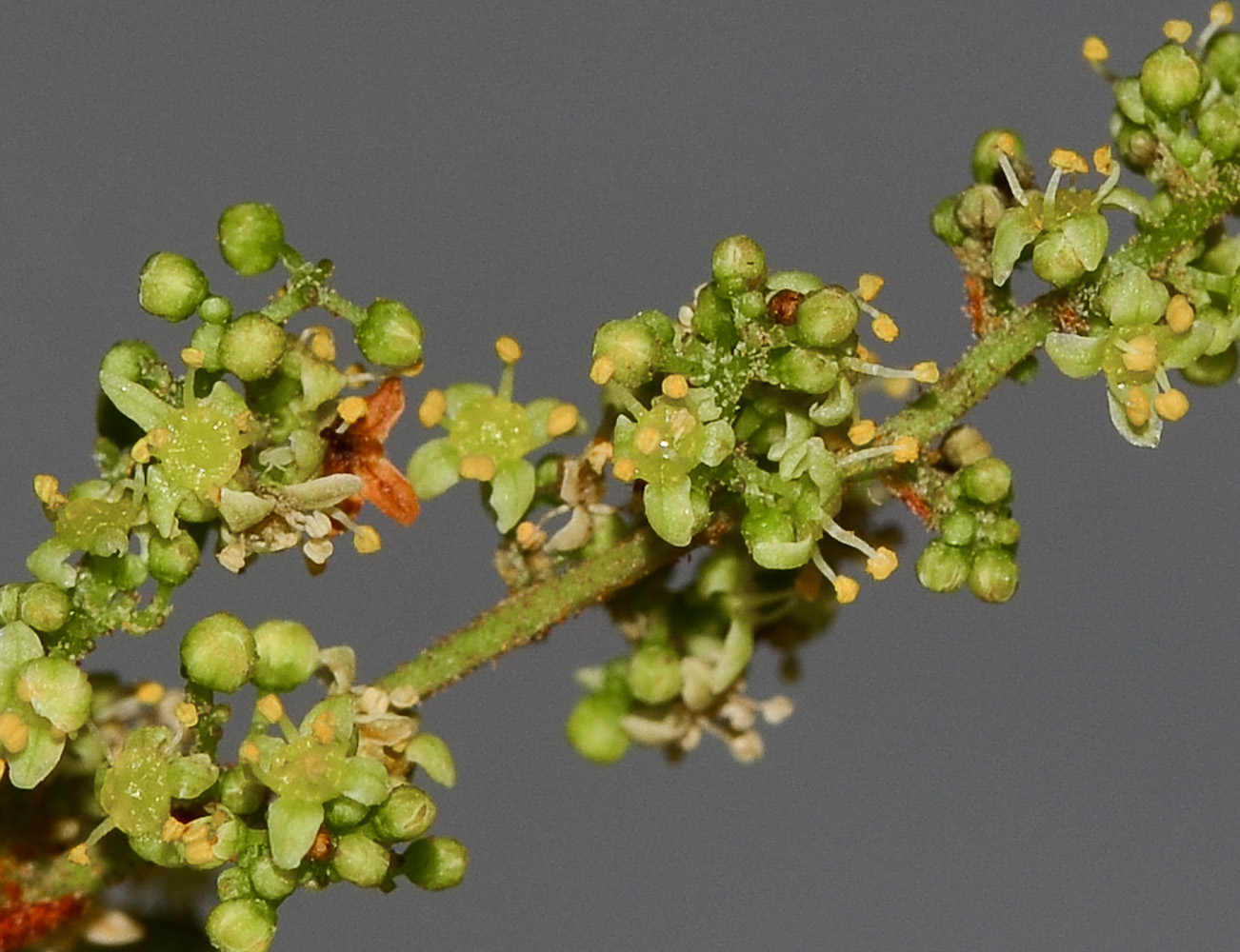 Изображение особи Rhus crenata.