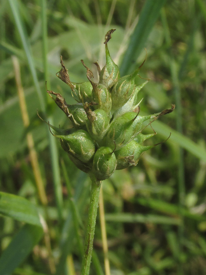 Изображение особи Trigonella procumbens.