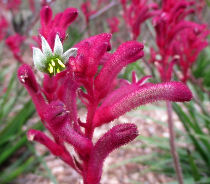 Image of Anigozanthos flavidus specimen.