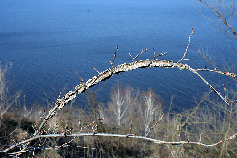 Image of Ulmus minor specimen.