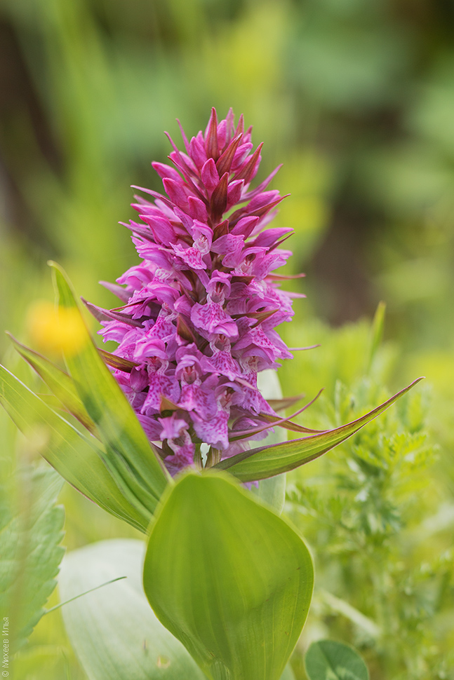 Image of Dactylorhiza euxina specimen.