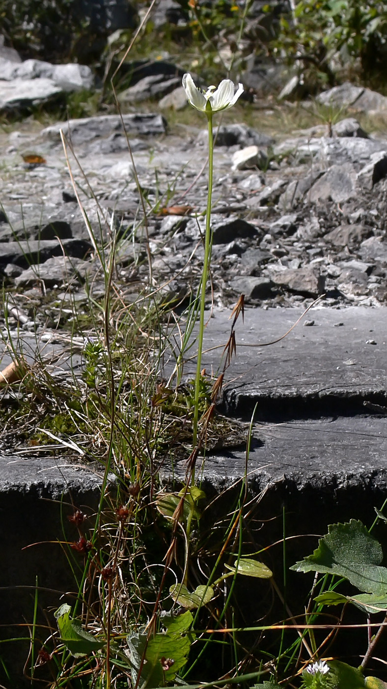 Изображение особи Parnassia palustris.