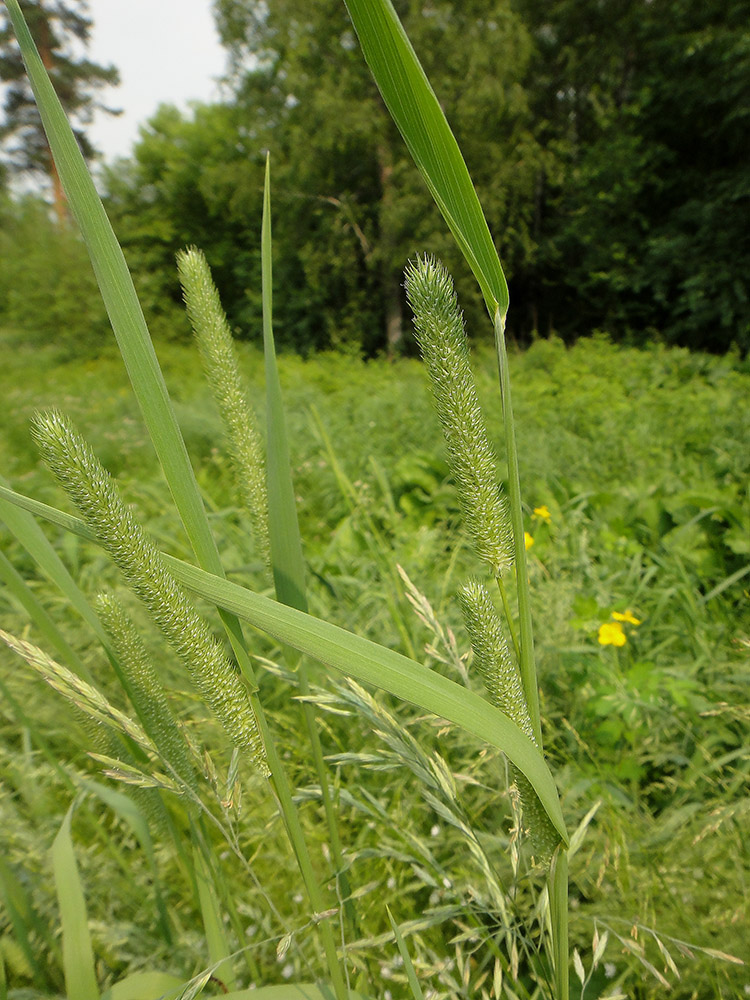 Image of Phleum pratense specimen.