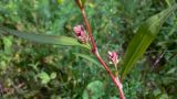 Persicaria lapathifolia