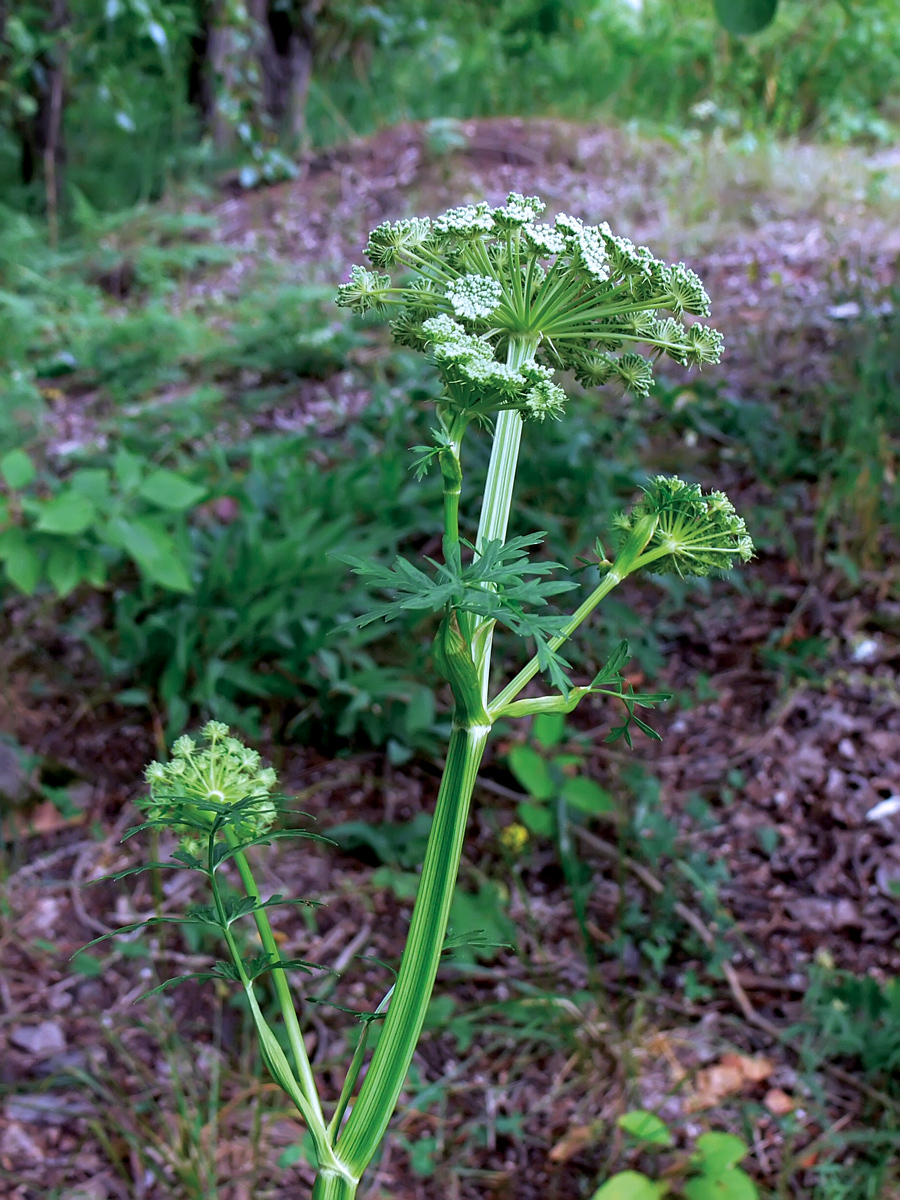 Image of Seseli libanotis specimen.