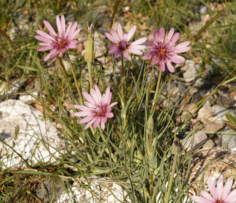 Изображение особи Tragopogon marginifolius.