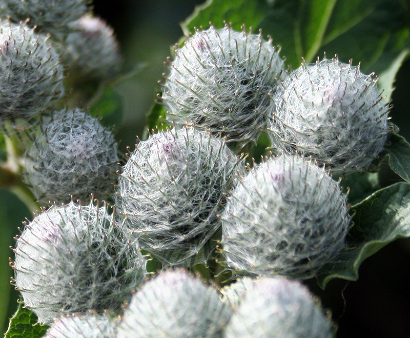 Изображение особи Arctium tomentosum.