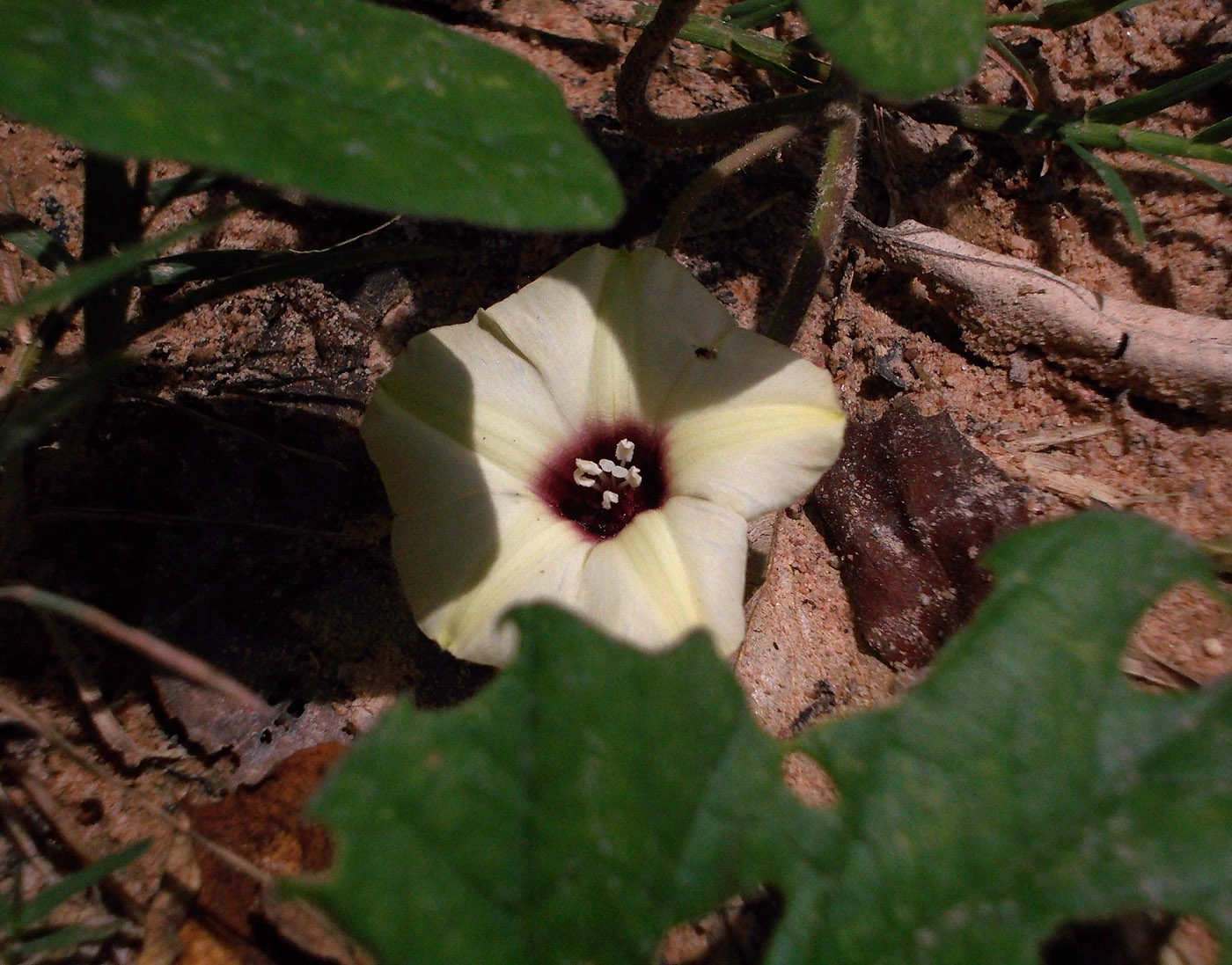 Image of Hewittia malabarica specimen.