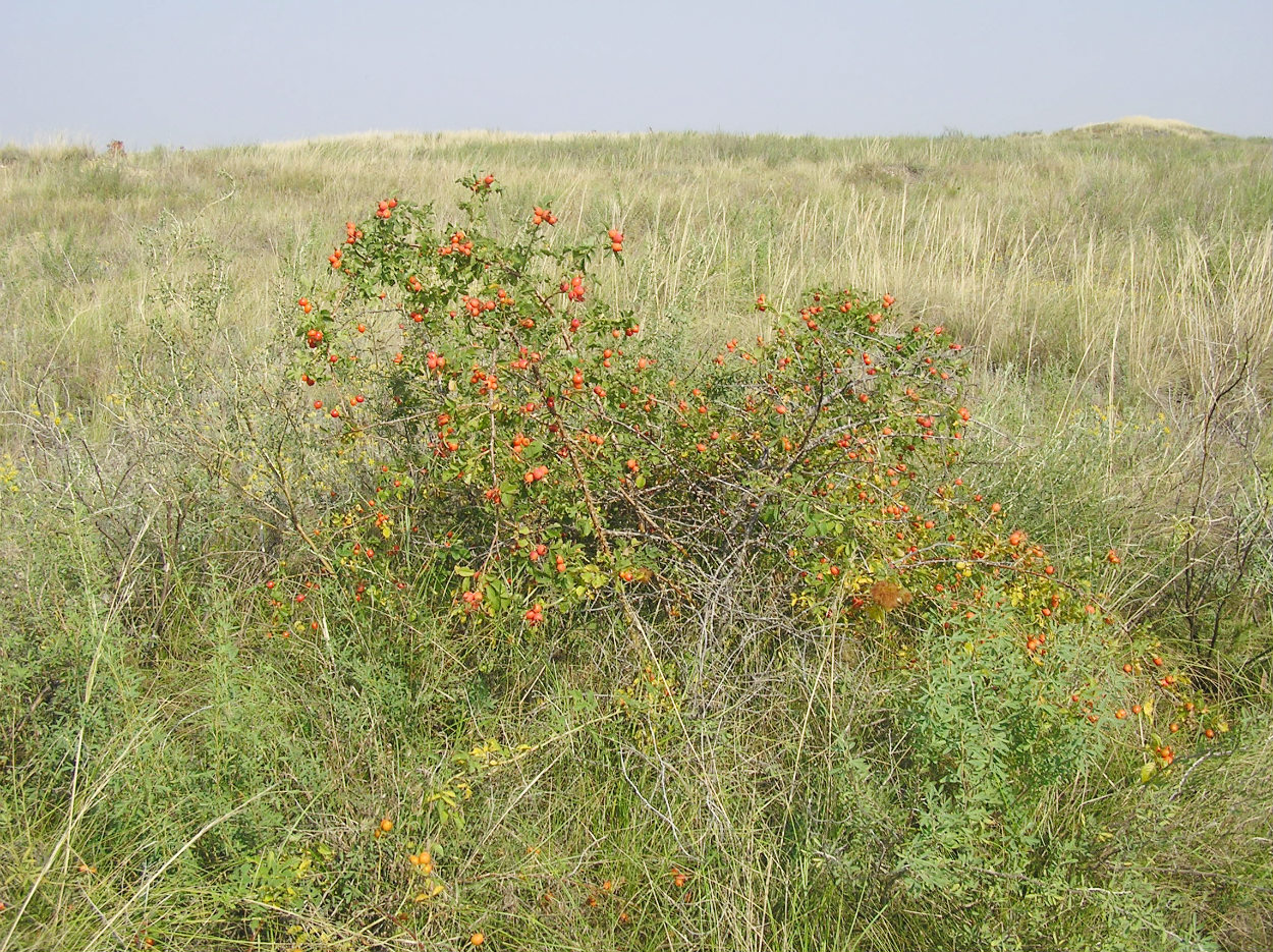 Image of Rosa dumalis specimen.