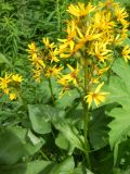 Ligularia sibirica