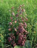 Atriplex hortensis