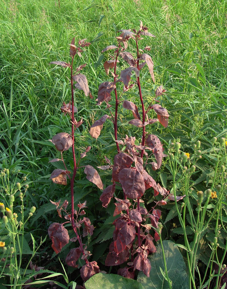 Изображение особи Atriplex hortensis.