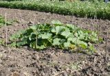 Cucurbita maxima