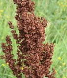 Rumex confertus