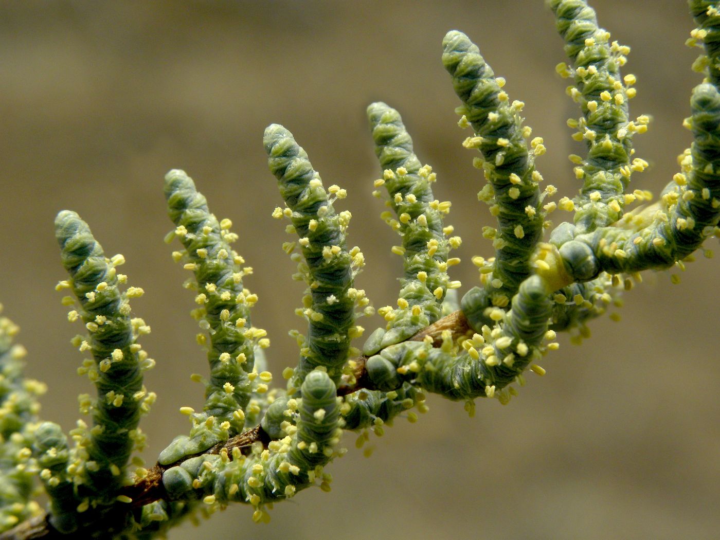 Halocnemum strobilaceum (сарсазан шишковатый из семейства амарантовых)