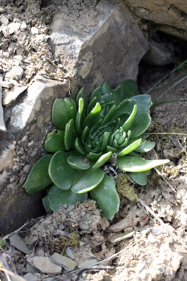 Image of Rosularia subspicata specimen.