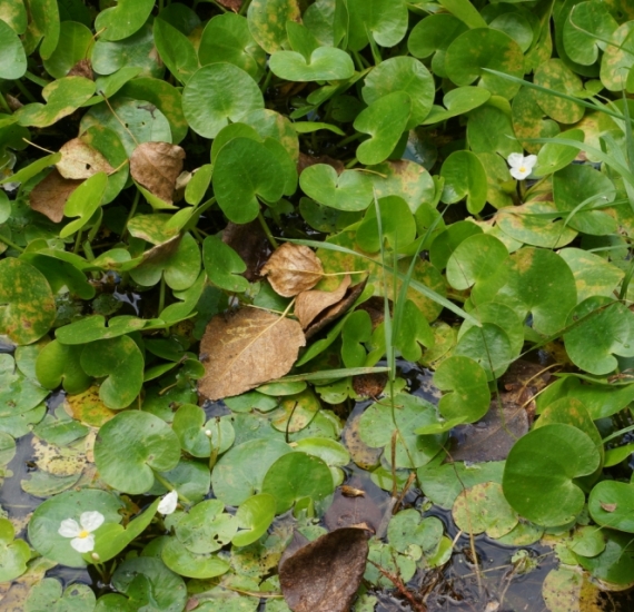 Image of Hydrocharis dubia specimen.