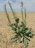Matthiola tatarica
