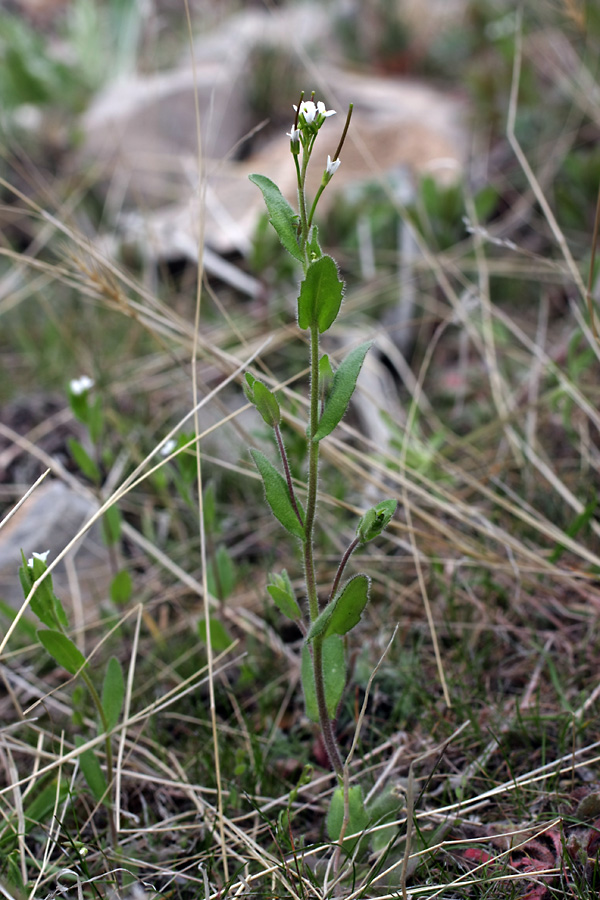 Изображение особи Arabis auriculata.