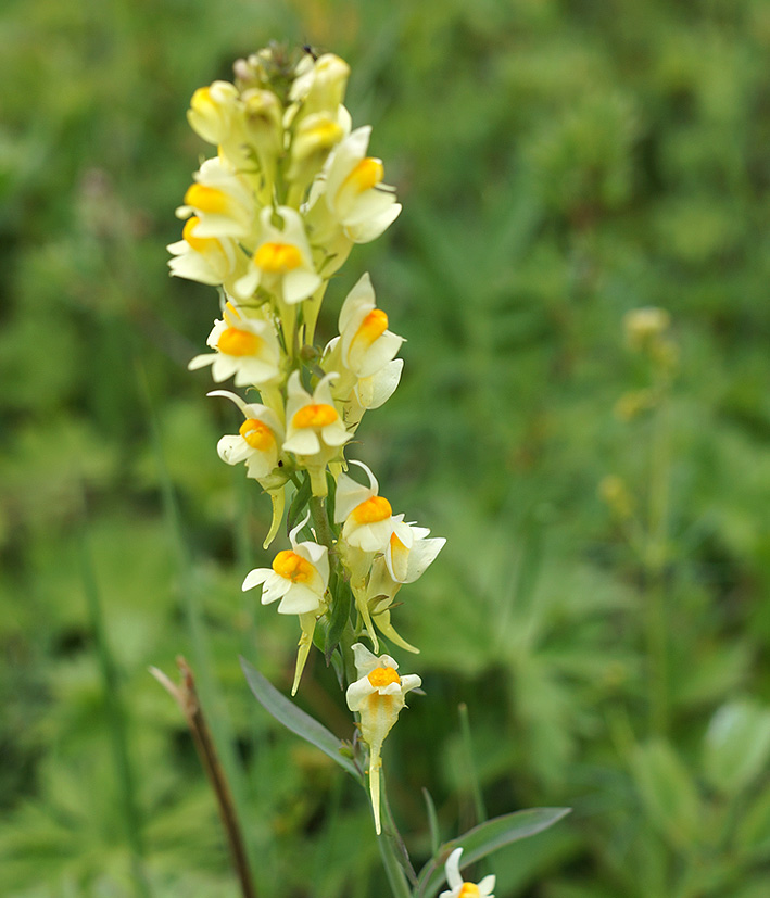 Изображение особи Linaria acutiloba.