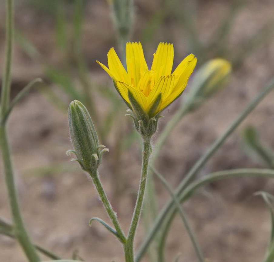 Image of Scorzonera sericeolanata specimen.