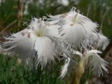 Dianthus acicularis. Цветки. Свердловская обл., окр. г. Североуральск, известняковая скала, южная сторона. 30.06.2007.