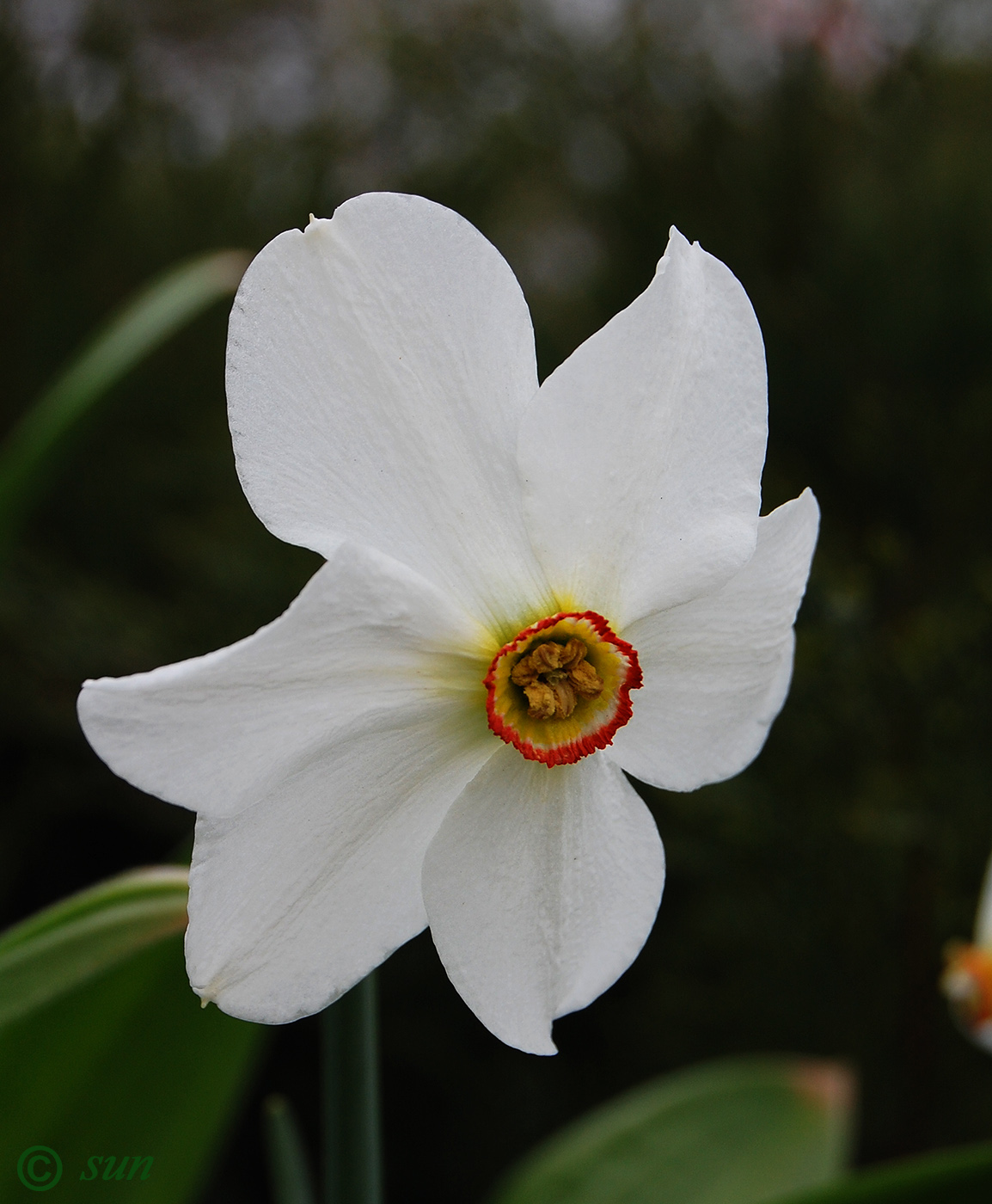 Изображение особи Narcissus poeticus.