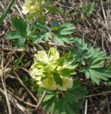 Corydalis bracteata