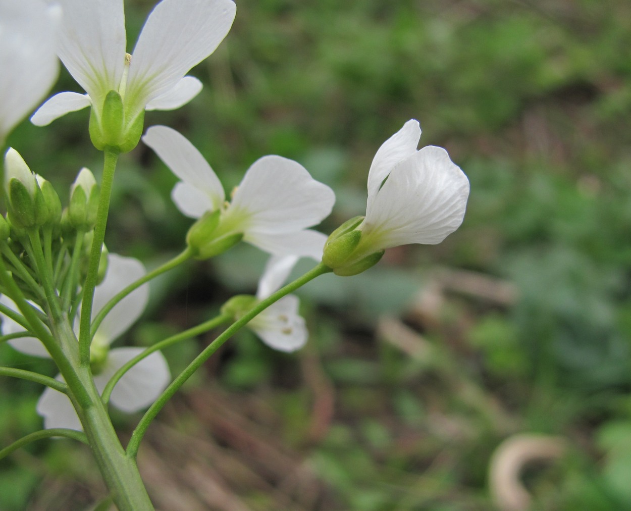 Image of Cardamine tenera specimen.