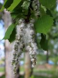 Populus tremula