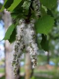 Populus tremula. Соплодия и листья. Беларусь, г. Минск, парк Грековой, берег р. Свислочь, пустырь. 10.05.2016.