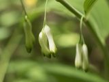 Polygonatum multiflorum