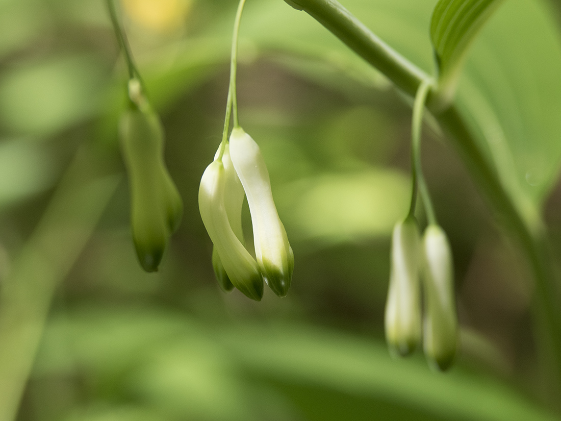 Image of Polygonatum multiflorum specimen.