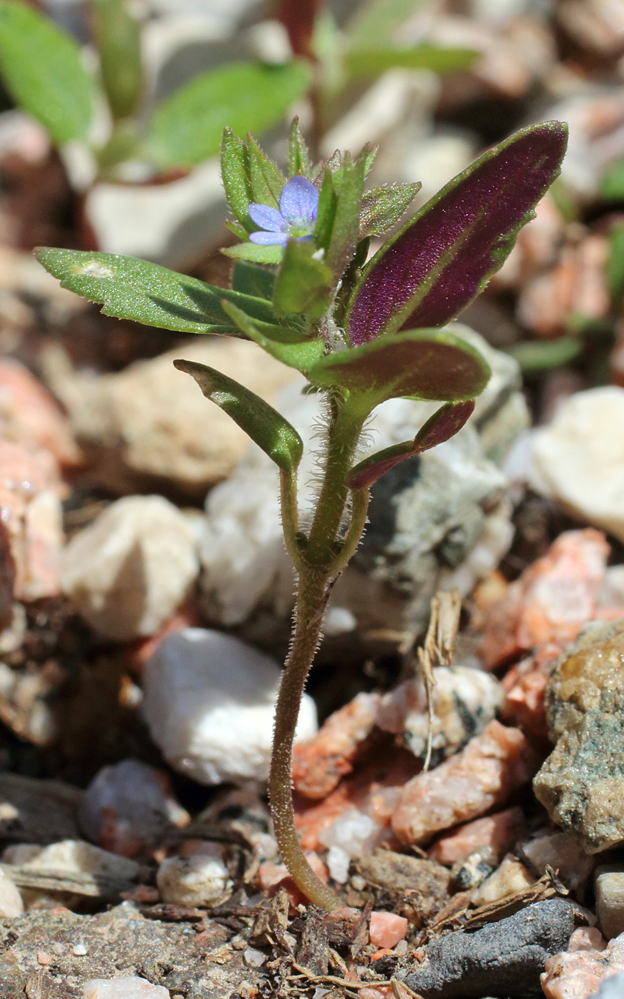 Image of Veronica argute-serrata specimen.