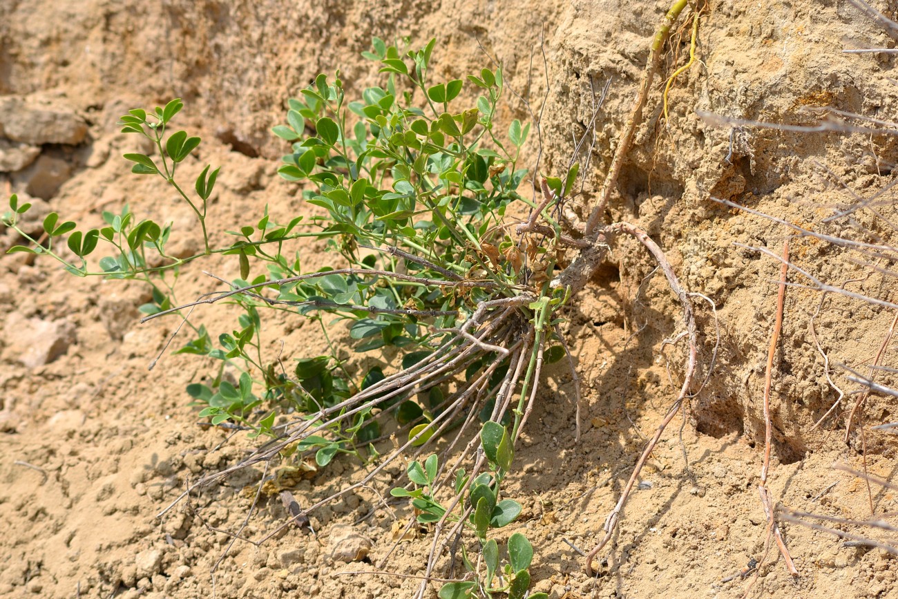 Image of Zygophyllum fabago specimen.