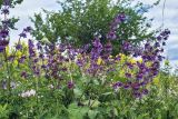 Salvia verticillata