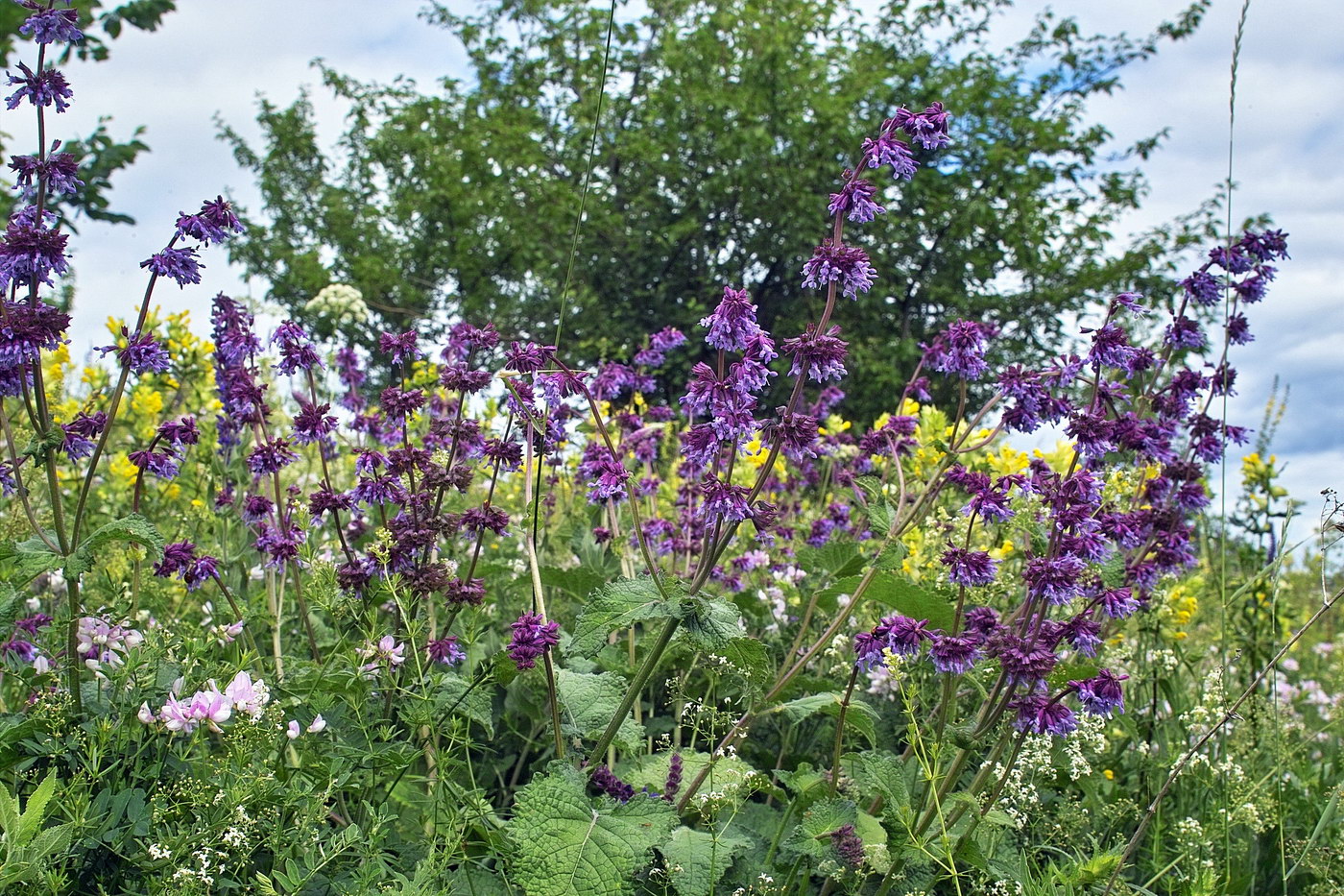 Изображение особи Salvia verticillata.