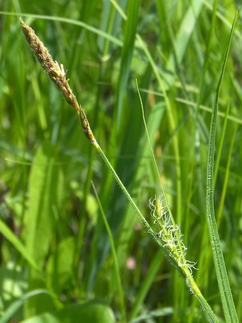 Изображение особи Carex hirta.