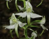 Platanthera bifolia. Цветки. Крым, Байдарская долина, окр. с. Кизиловое, лиственный лес. 9 июня 2016 г.