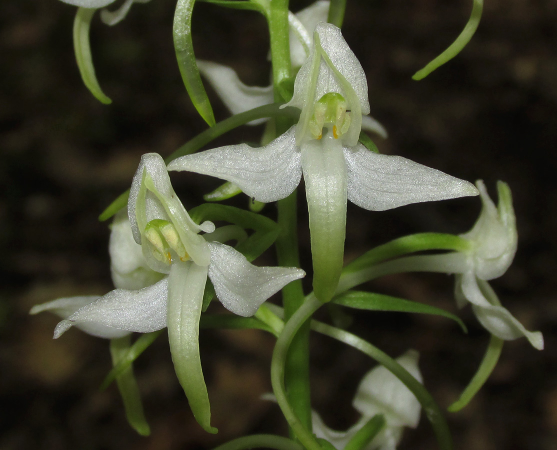 Изображение особи Platanthera bifolia.