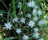 Stellaria graminea. Верхушки цветущих растений. Московская обл., Ногинский р-н, окр. ж.-д. платформы \"33-й км\", у ж.-д. полотна. 15.06.2016.