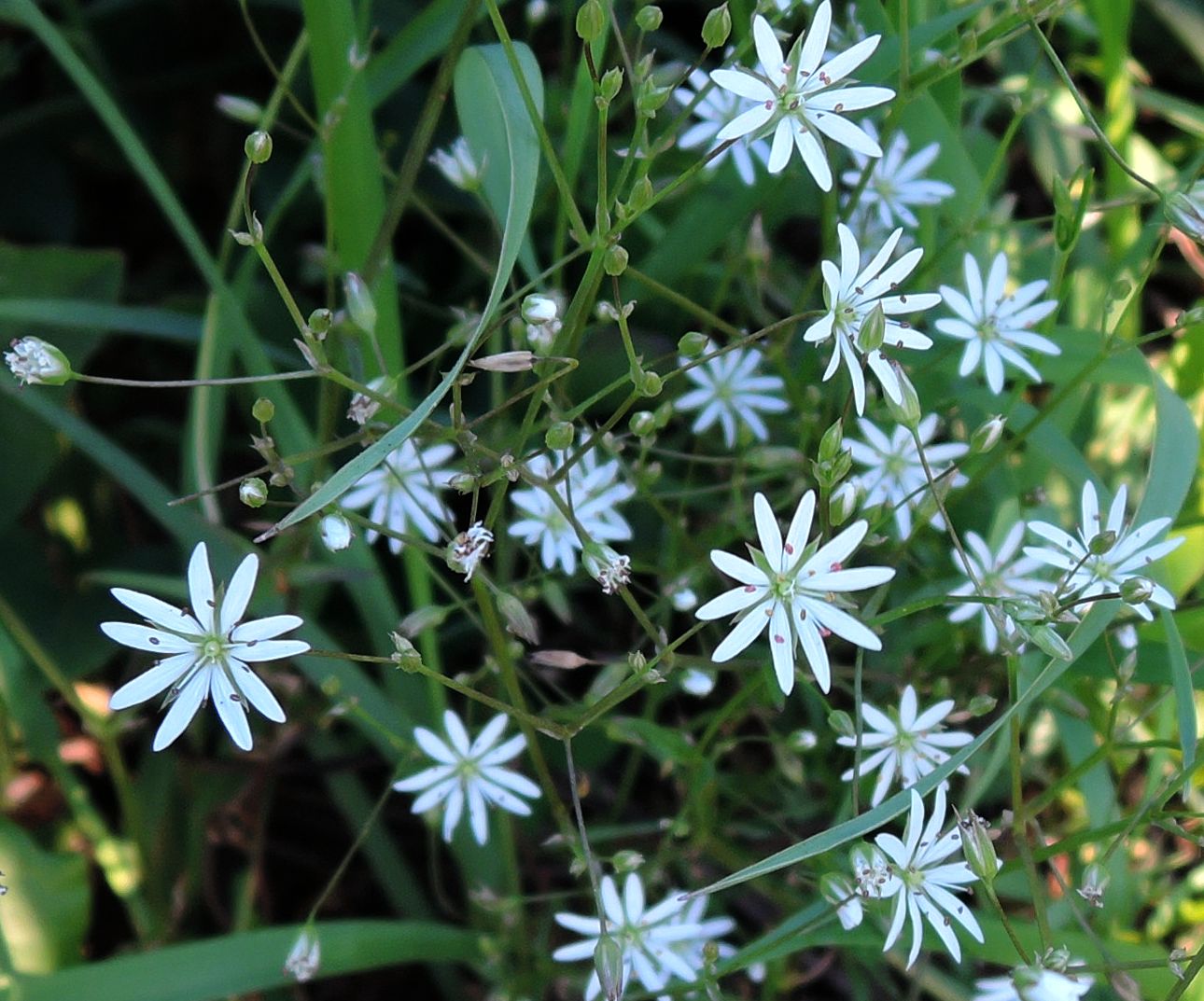 Image of Stellaria graminea specimen.