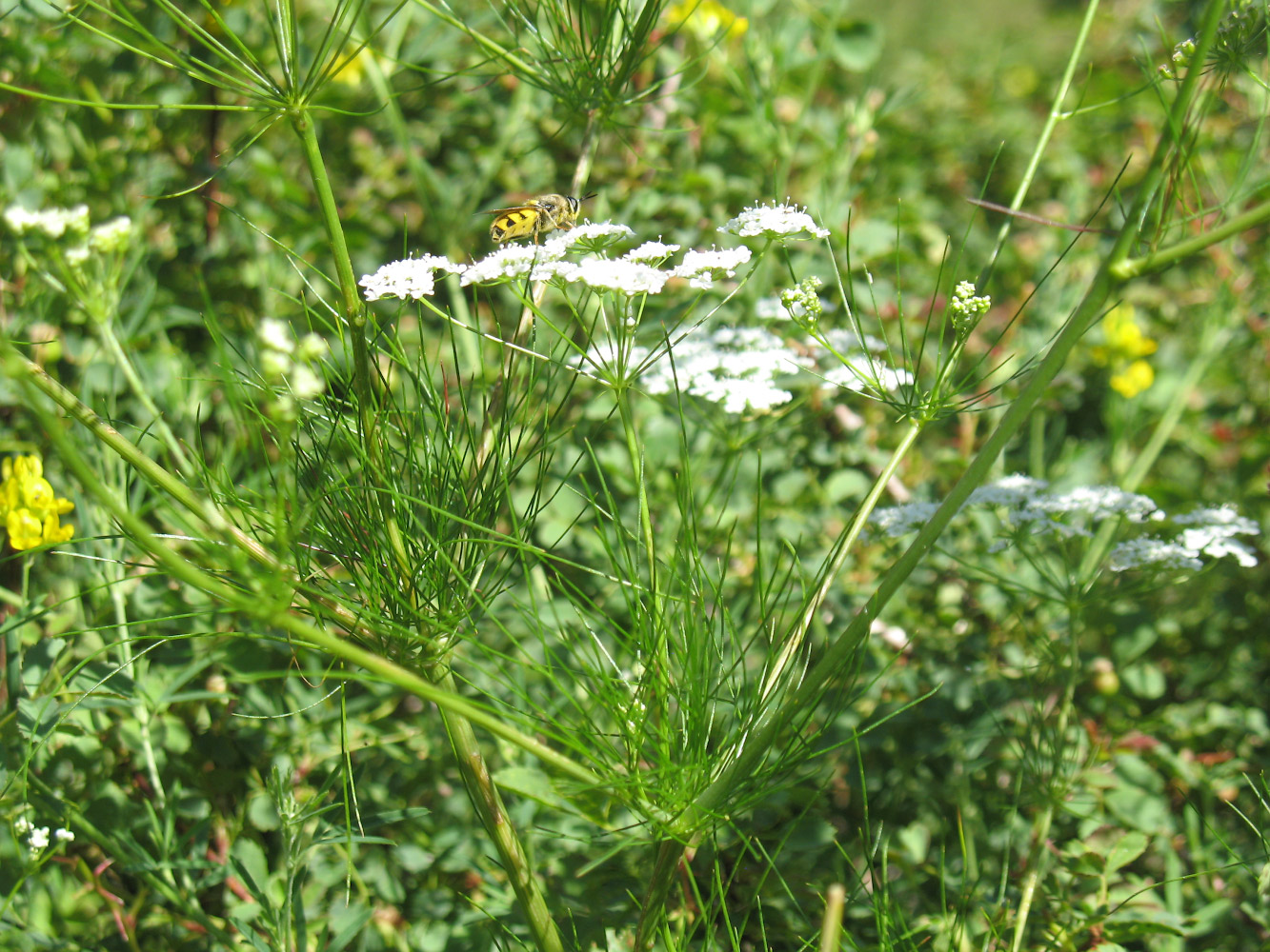 Image of familia Apiaceae specimen.