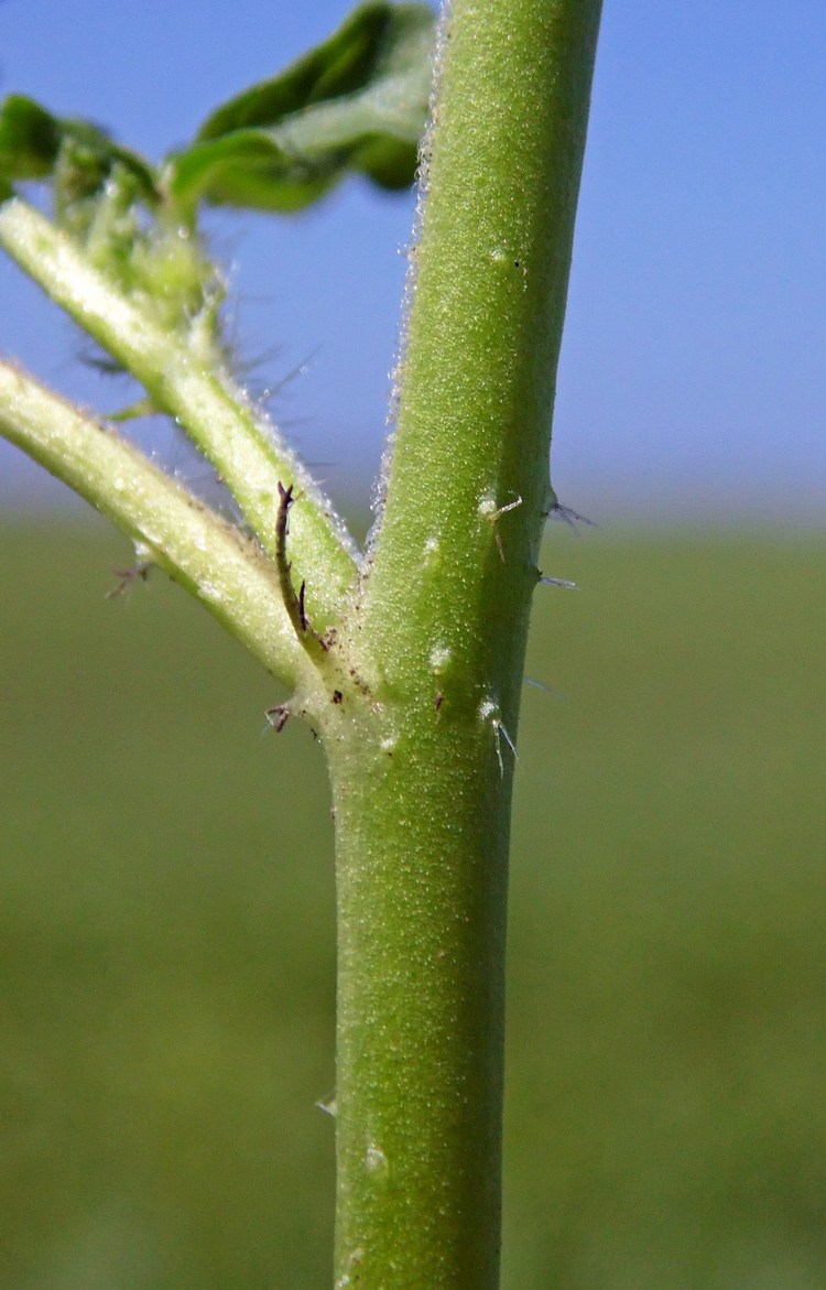 Image of Hibiscus trionum specimen.