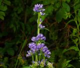 Campanula cervicaria