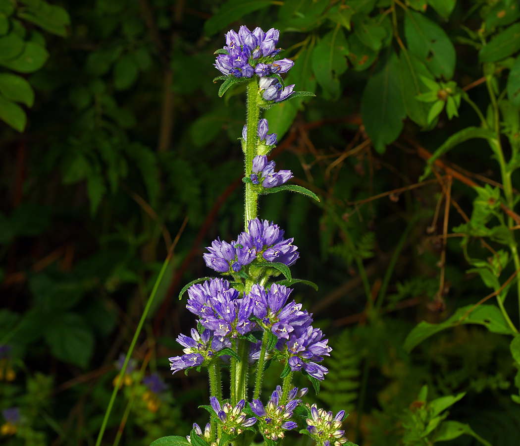 Image of Campanula cervicaria specimen.